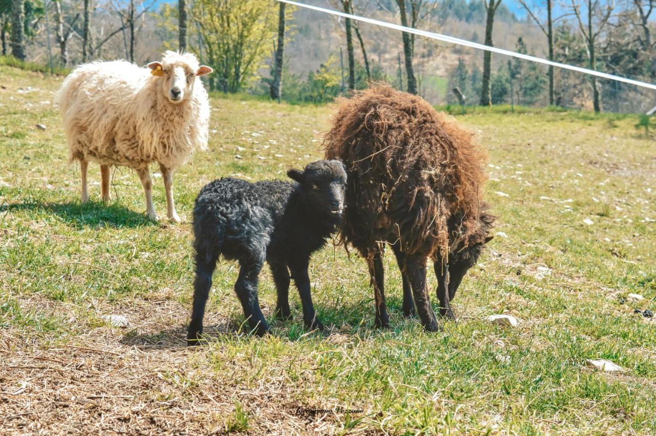Agriturismo Vezzano Chiusi della Verna Eksteriør bilde