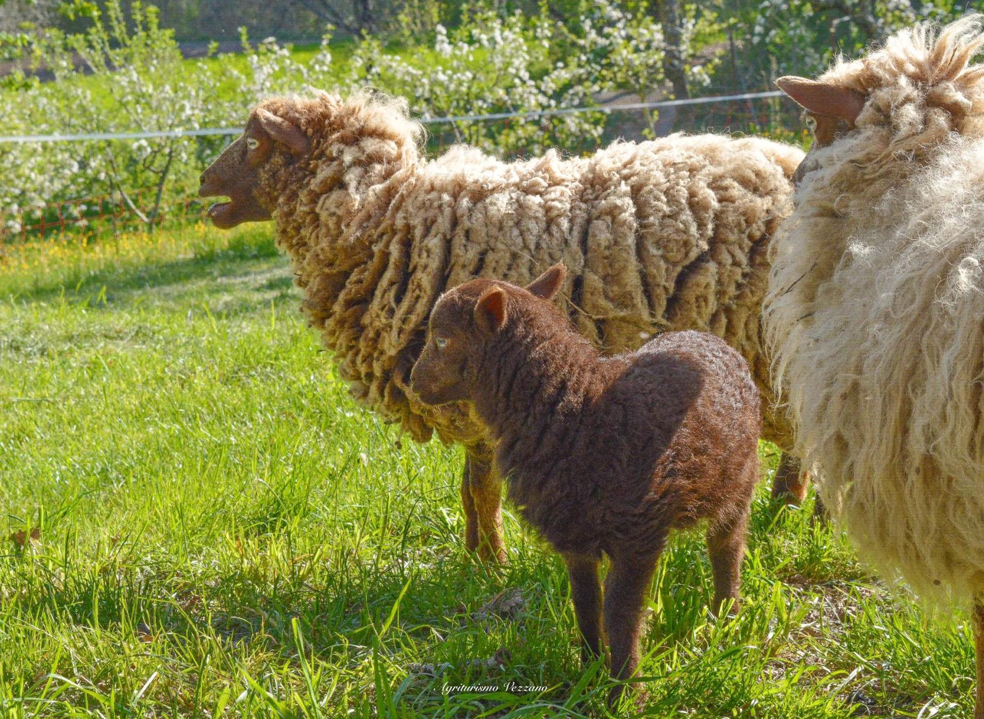 Agriturismo Vezzano Chiusi della Verna Eksteriør bilde